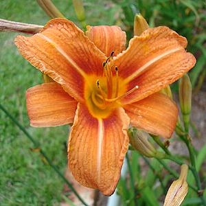 ORANGE COMMON aka DITCH LILY