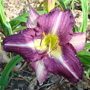 PURPLE PINWHEEL