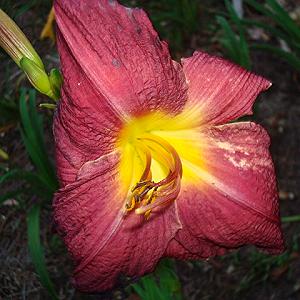 PLUM BEAUTY