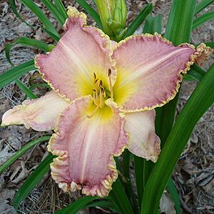 SPACECOAST STARBURST