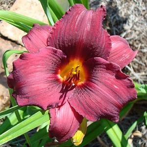 NOID RICH MAROON