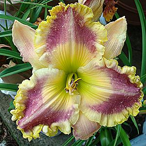 LARRY GRACE SEEDLING