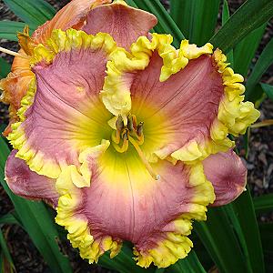 ORCHIDS AND GOLD