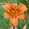 ORANGE COMMON aka DITCH LILY - ORANGE COMMON AKA DITCH LILY