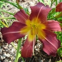 NOID RED YELLOW RIB - NOID RED YELLOW RIB