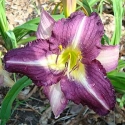 PURPLE PINWHEEL - PURPLE PINWHEEL