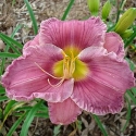 DONNA S. RIBAR - DONNA S. RIBAR